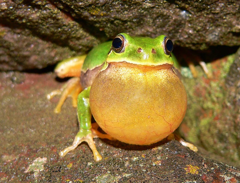 Hyla intermedia in corteggiamento